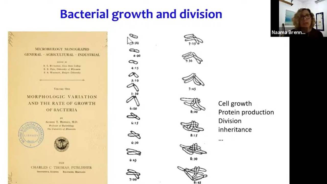 Sloppy Control in Bacterial Growth Homeostasis